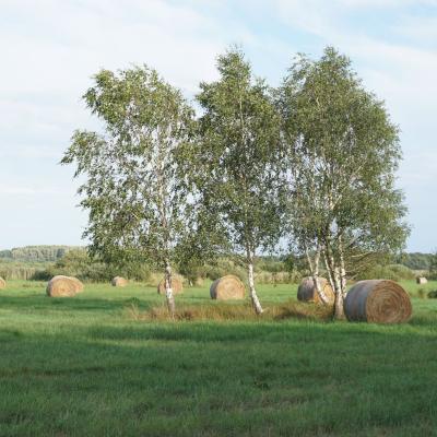 Okolica 1